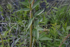 Cicuta maculata angustifolia