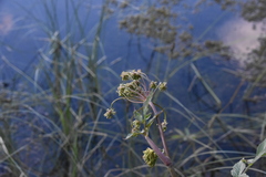 Cicuta maculata angustifolia