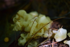 Sebacina sparassoidea