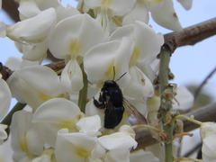 Xylocopa