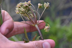 Cicuta maculata angustifolia
