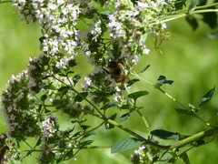 Bombus