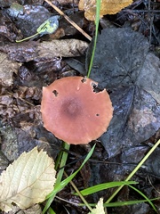 Laccaria laccata