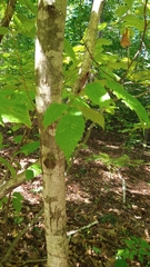 Castanea dentata