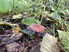 Laccaria laccata