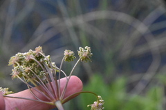 Cicuta maculata angustifolia