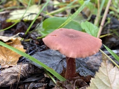 Laccaria laccata