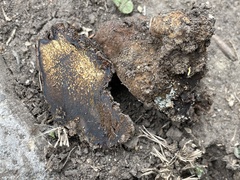 Pisolithus