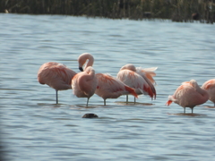 Phoenicopterus chilensis