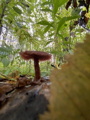 Laccaria laccata