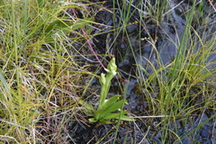 Spiranthes romanzoffiana