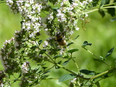 Bombus