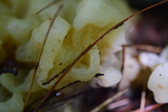 Sebacina sparassoidea