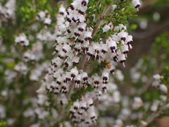 Erica opulenta