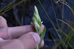 Spiranthes romanzoffiana