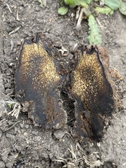 Pisolithus