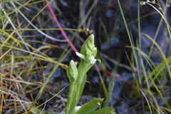 Spiranthes romanzoffiana