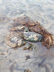 Semibalanus balanoides