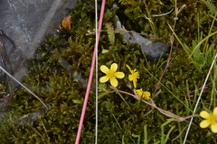 Ranunculus flammula