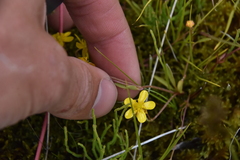 Ranunculus flammula