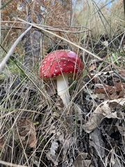 Amanita muscaria muscaria