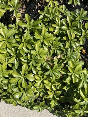Pachysandra terminalis