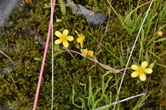 Ranunculus flammula