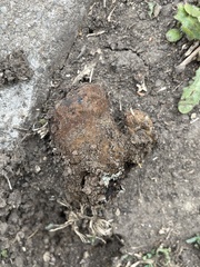 Pisolithus