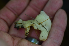 Sebacina sparassoidea