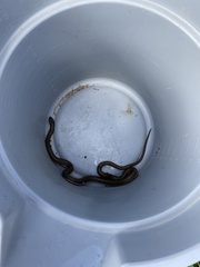 Regina septemvittata