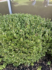 Buxus