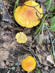 Amanita flavoconia