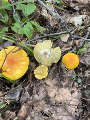 Amanita flavoconia