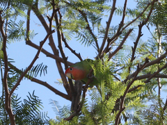 Agapornis roseicollis