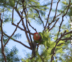 Agapornis roseicollis