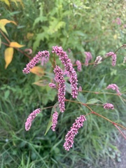 Persicaria extremiorientalis