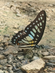 Graphium chironides