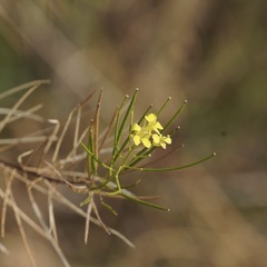 Sisymbrium loeselii