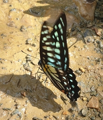 Graphium chironides