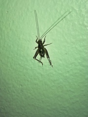 Anaxipha exigua