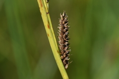 Carex pellita
