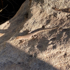 Uta stansburiana uniformis