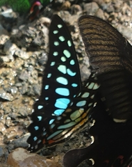 Graphium chironides