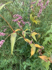Persicaria extremiorientalis
