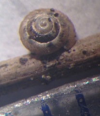 Punctoidea