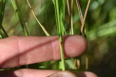 Carex pellita
