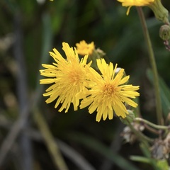 Crepis