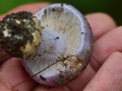 Cortinarius traganus