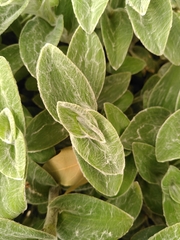 Tradescantia sillamontana