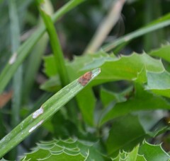 Cacoecimorpha pronubana